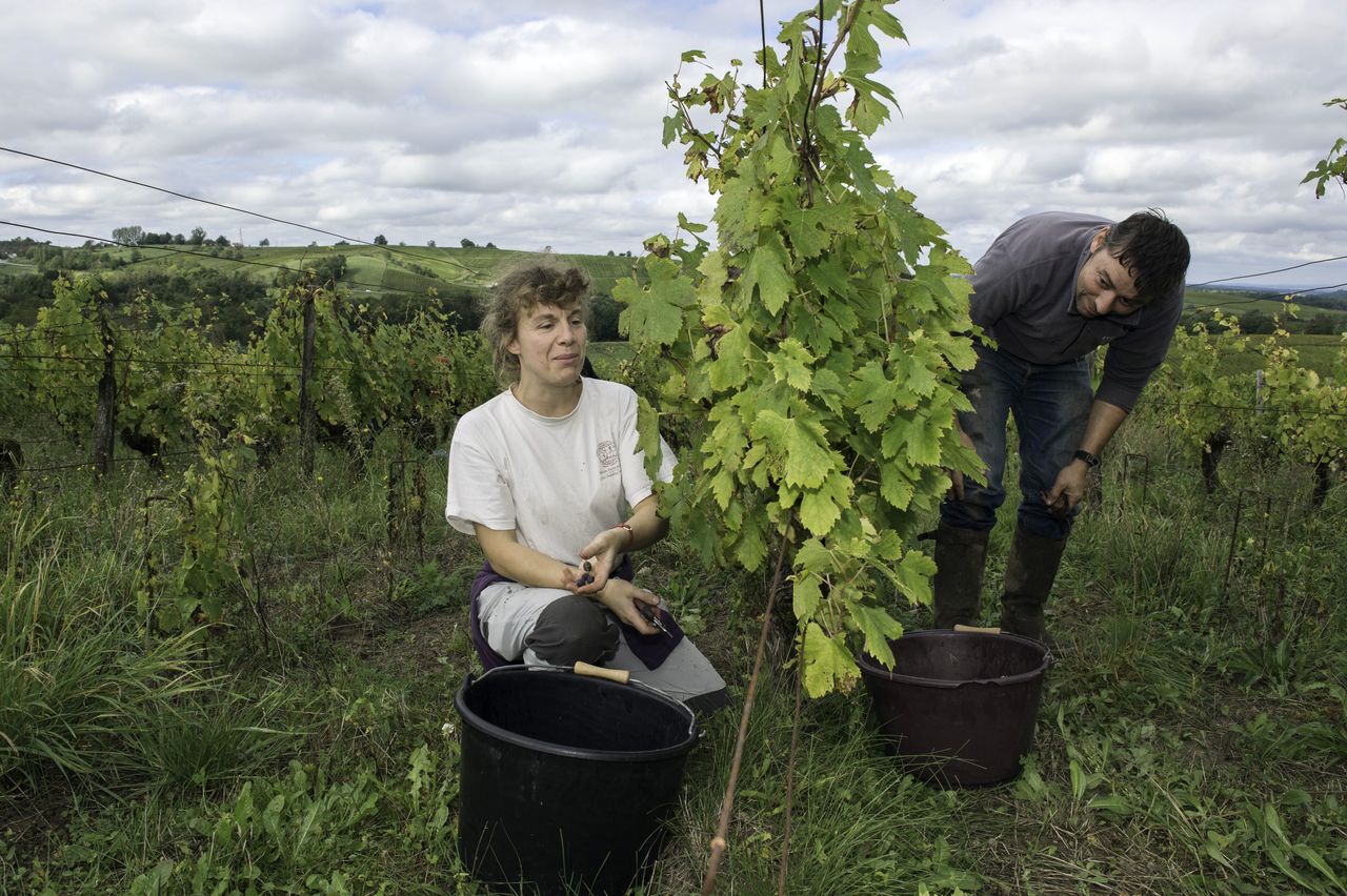Vins Vigneron Anne & Emmanuel Houillon 8847